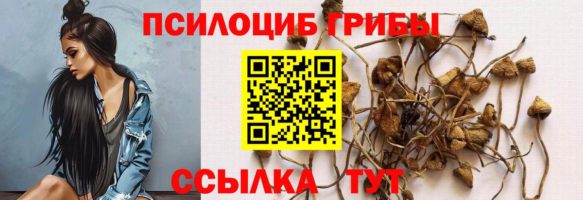 Псилоцибиновые грибы Psilocybe Елец